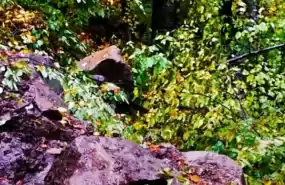 Padure cariera piatra 