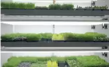Vand afacere de Microplante 