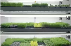 Vand afacere de Microplante 