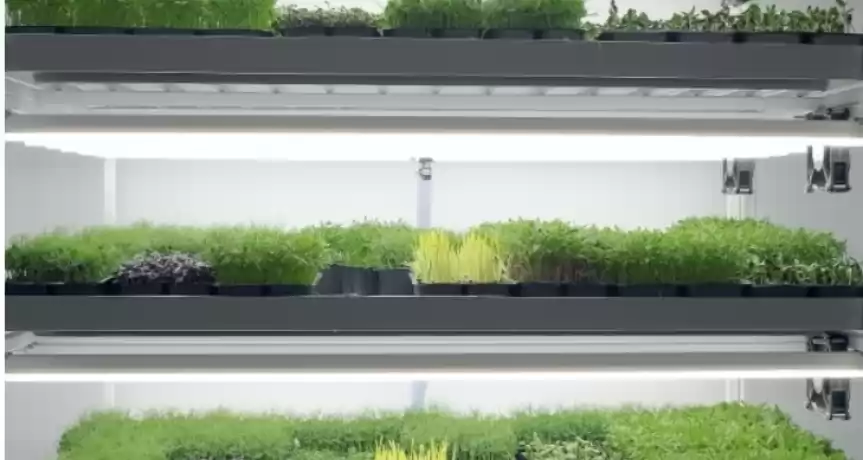 Vand afacere de Microplante 