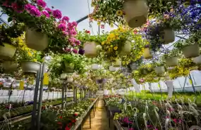 Producator industrial de plante/flori in ghiveci