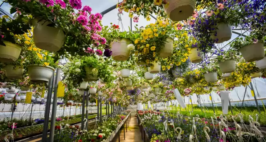 Producator industrial de plante/flori in ghiveci
