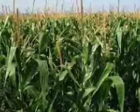 De vanzare ferma vegetala 500 ha