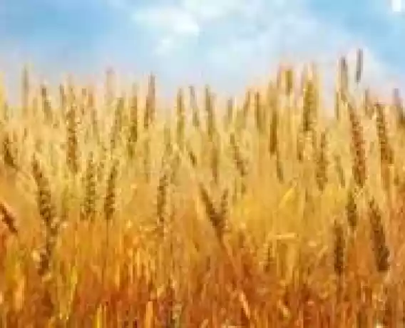 De vanzare ferma vegetala 500 ha