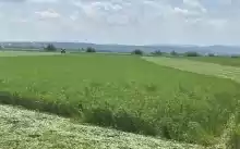 Vand ferma vegetala 200 ha teren in arenda 