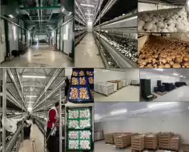 Fermă integrată de ciuperci și fabrică de compost