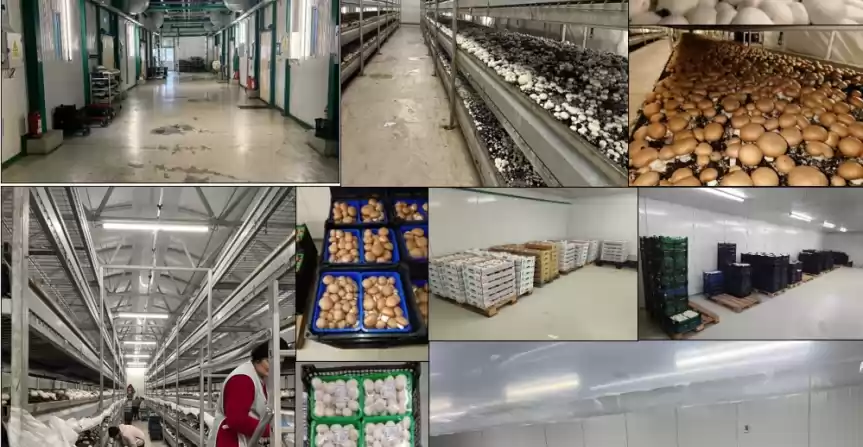 Fermă integrată de ciuperci și fabrică de compost