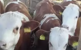 De vanzare ferma 22 ha in judetul Covasna!