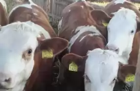 De vanzare ferma 22 ha in judetul Covasna!