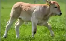 De vanzare ferma de bovine 22 hectare