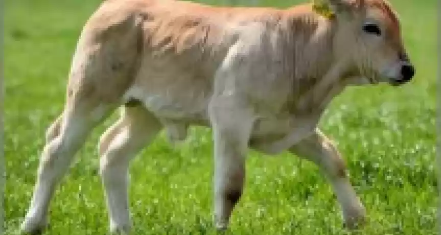 De vanzare ferma de bovine 22 hectare