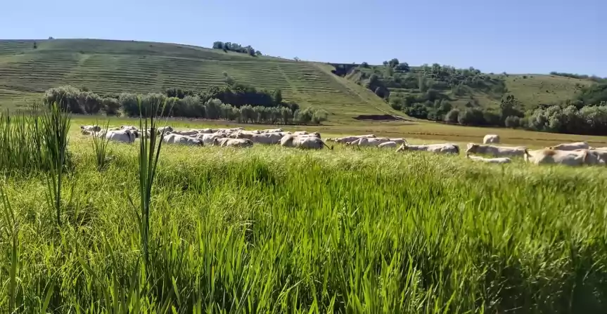 Ferma de vaci (Charolaise -rasa carne) de vanzare - 290.000 EUR Ferma de vaci (Charolaise -rasa carne) de vanzare