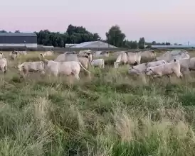 Ferma de vaci (Charolaise -rasa carne) de vanzare