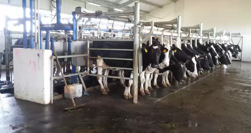 Ferma 1100 vaci lapte 850 hectare teren irigat