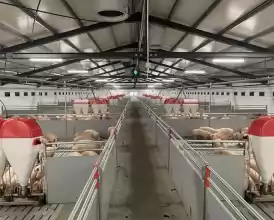Ferma zootehnica de porci NOUA Full dotata 