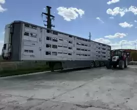 Ferma zootehnica de porci NOUA Full dotata 