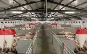 Ferma zootehnica de porci NOUA Full dot + Utilaje