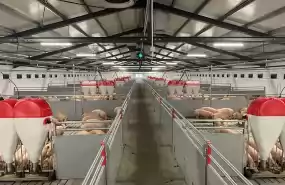 Ferma zootehnica de porci NOUA Full dot + Utilaje
