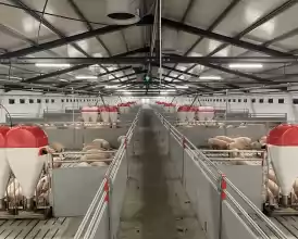 Ferma zootehnica de porci NOUA Full dotata 