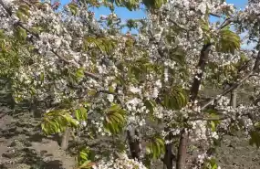 Agricultura Pomicultura Livada cu Depozit frig