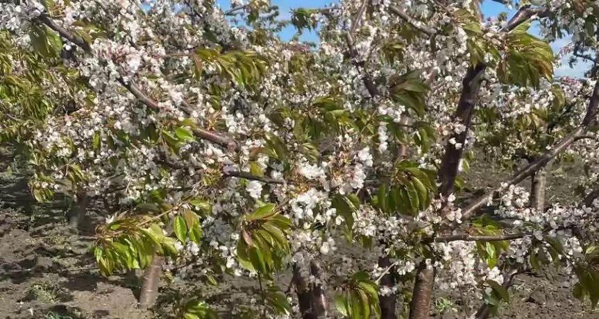 Agricultura Pomicultura Livada cu Depozit frig - 2.500.000 EUR Agricultura Pomicultura Livada cu Depozit frig