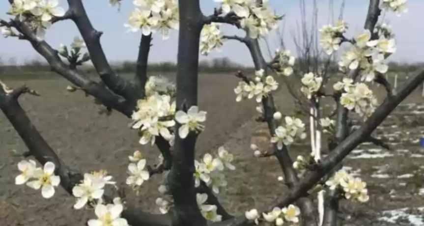 Vând livada 1ha 20 km de timisoara 