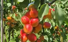 Ferma Livada pomi fructiferi de vanzare.