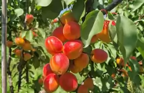 Ferma Livada pomi fructiferi de vanzare. Ferma Livada pomi fructiferi de vanzare.