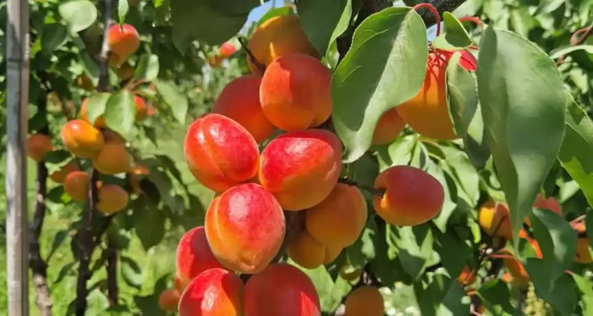 Ferma Livada pomi fructiferi de vanzare. - 2.600.000 EUR Ferma Livada pomi fructiferi de vanzare.