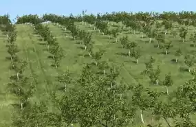 Investiție agricolă Livadă ecologică de nuci 