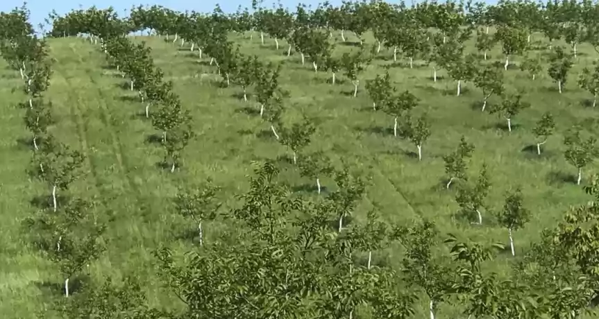 Investiție agricolă Livadă ecologică de nuci 