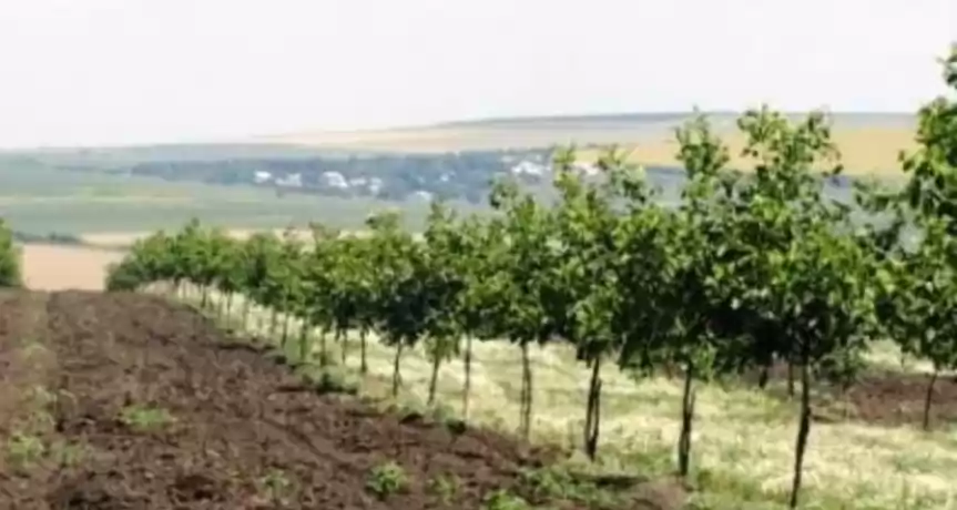 Livada de nuci si migdale pe 30 de hectare in Rep. Moldova