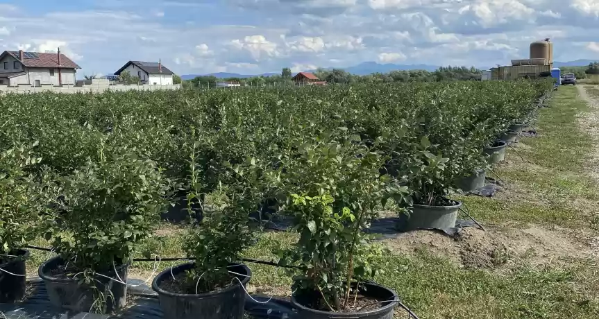Plantatie de afine de cultura