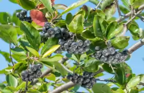 Plantatie de Aronia si fabrica de procesare noua