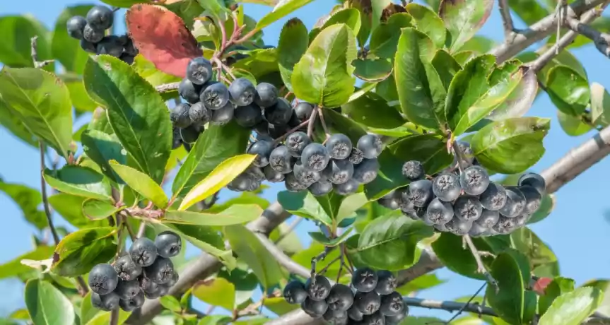 Plantatie de Aronia si fabrica de procesare noua