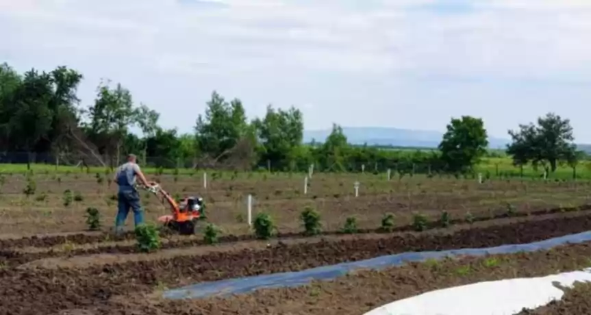 Investitor in PLANTATIE MURE, ZMEURA SI CAPSUNI