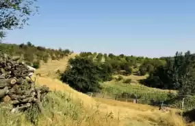 Vând fermă cu 107ha comasate plantatie vie+pomi