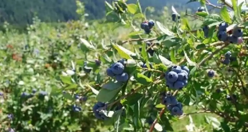 Vand plantatie de afine 4 HA - 150.000 EUR Vand plantatie de afine 4 HA