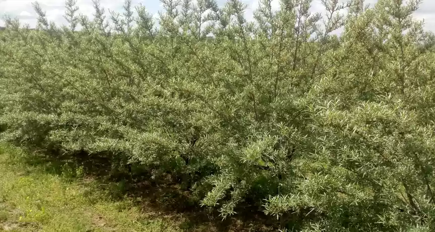 Vand plantatie de catina - afacere la cheie
