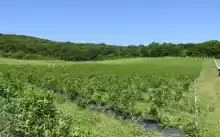 VINDEM PLANTATIE  DE AFINE SI MURE