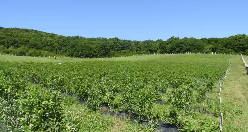 VINDEM PLANTATIE  DE AFINE SI MURE