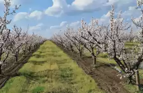 Livada 60ha pomi fructiferi 