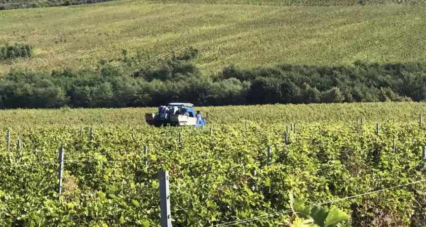 Podgorie 300 Hectare de vanzare