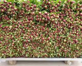 O afacere de succes în horticultură cu seră 