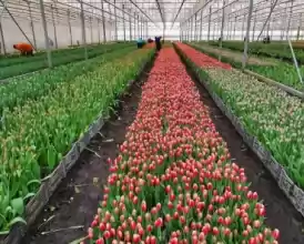 O afacere de succes în horticultură cu seră 