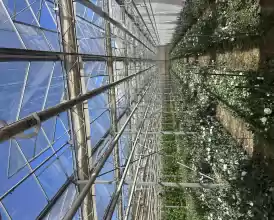O afacere de succes în horticultură cu seră 