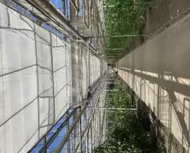 O afacere de succes în horticultură cu seră 