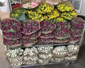 O afacere de succes în horticultură cu seră 