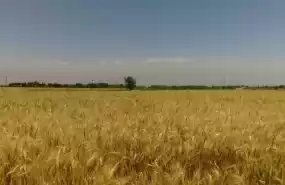 1.500 ha Teren agricol și pășune (Vest România)