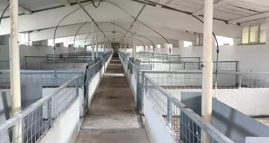 Vand ferma de productie si ingrasare porcine